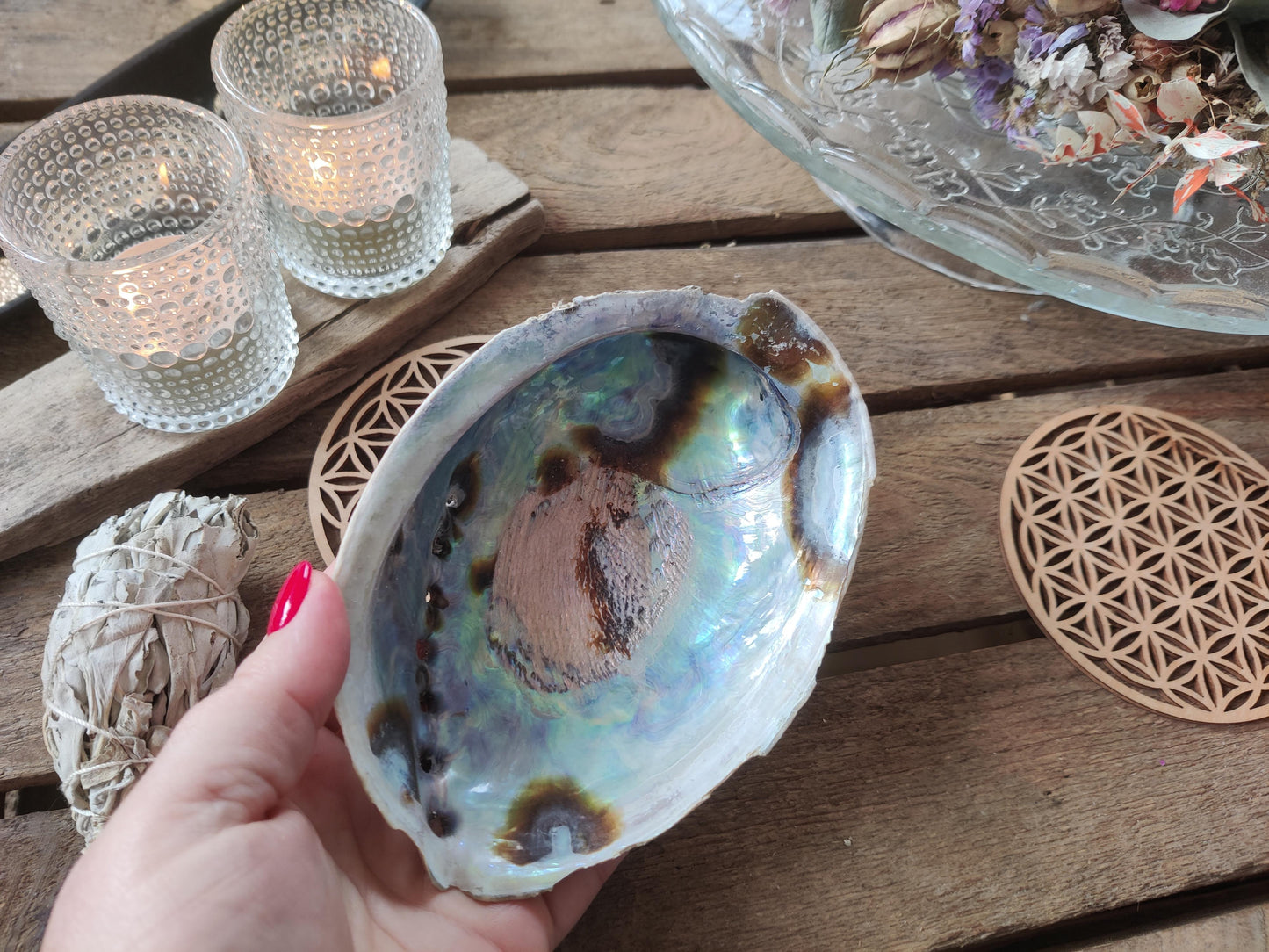 Regenbogen Abalone (Paua) Haliotis Iris – Die Muschel für dein Ritual