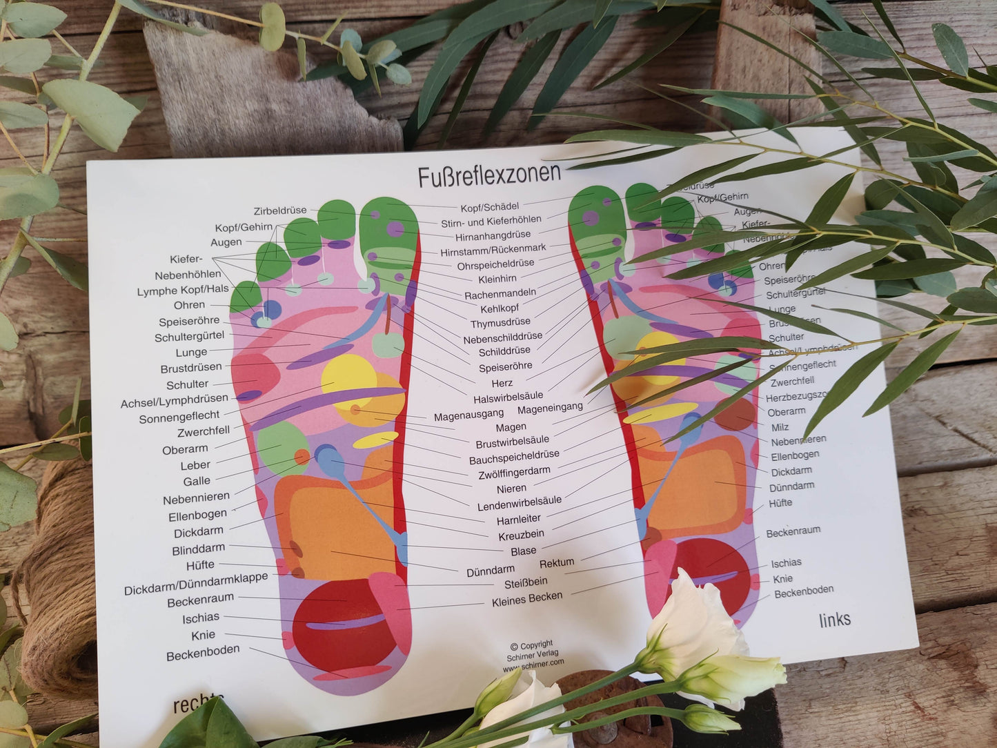 Fußreflexzonenkarte DIN A4 – dein übersichtlicher Begleiter für Behandlung & Lernen