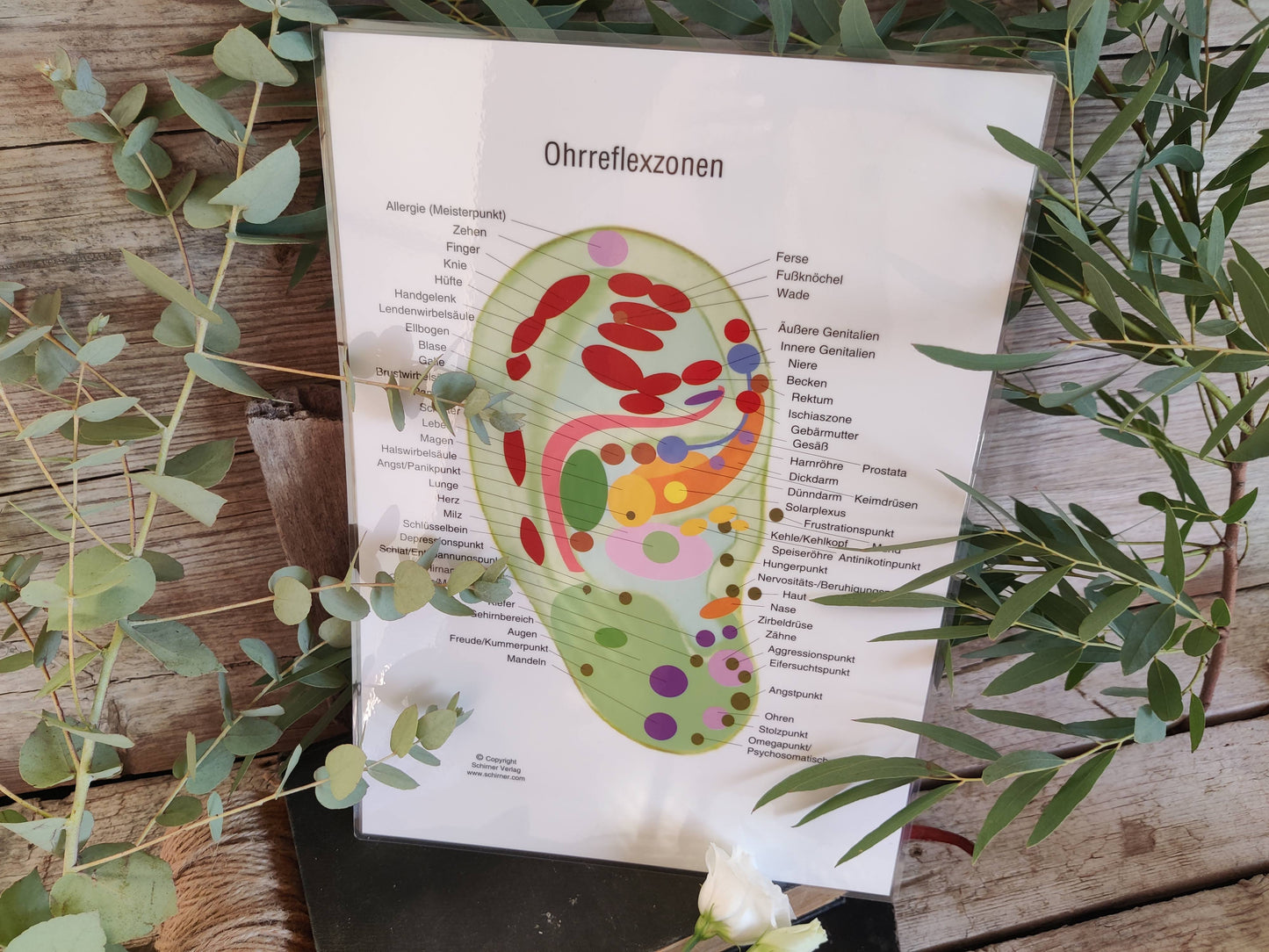 Ohrreflexzonenkarte DIN A4 – klare Orientierung für deine Anwendungen