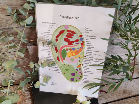 Ohrreflexzonenkarte DIN A4 – klare Orientierung für deine Anwendungen